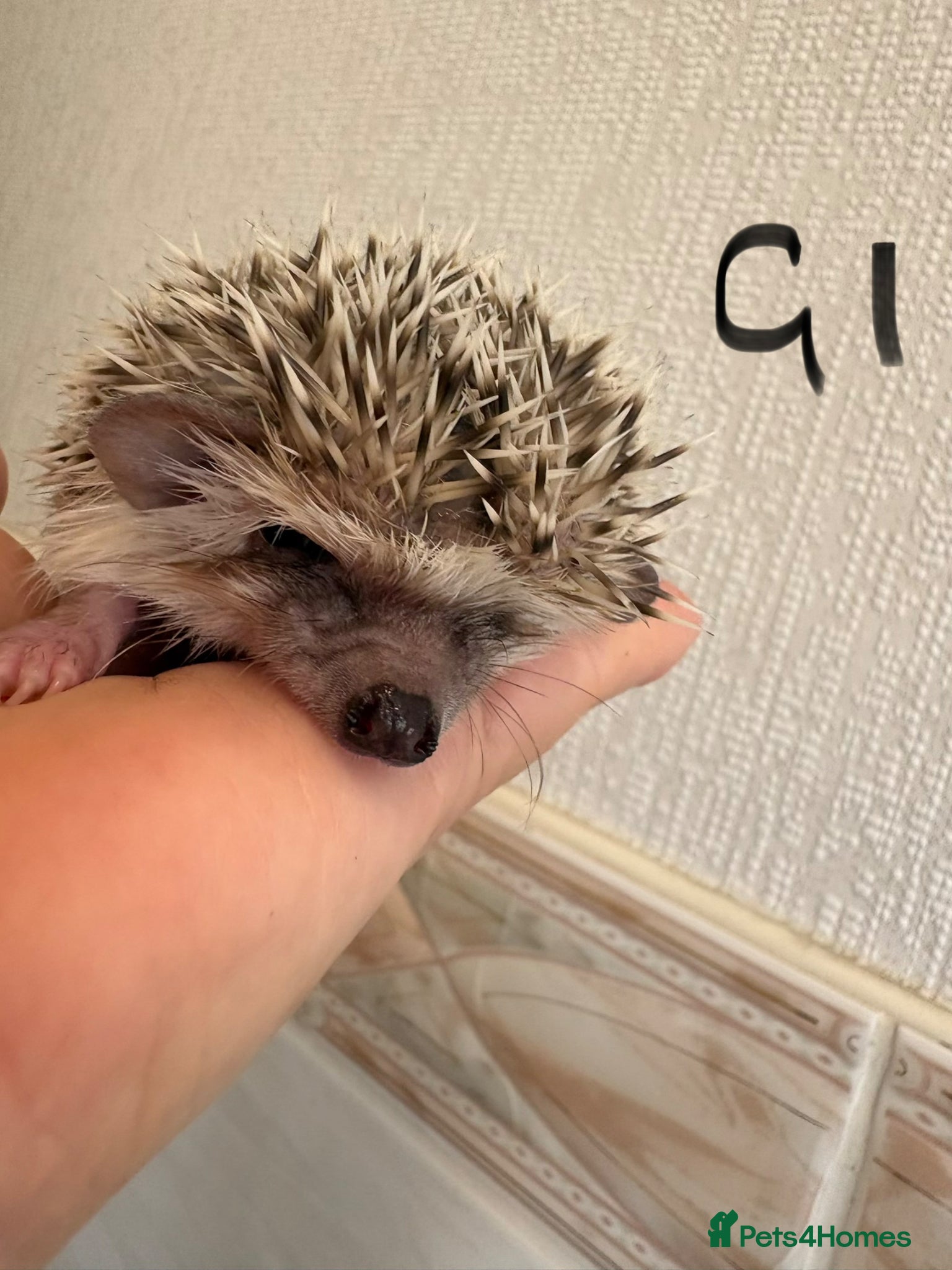 Pygmy Hedgehog rodents Baby Pygmy hedgehogs for sale ready to leave  - Advert 17