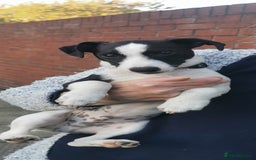 Jack Russell dogs for sale: Male jack russell - Image 10