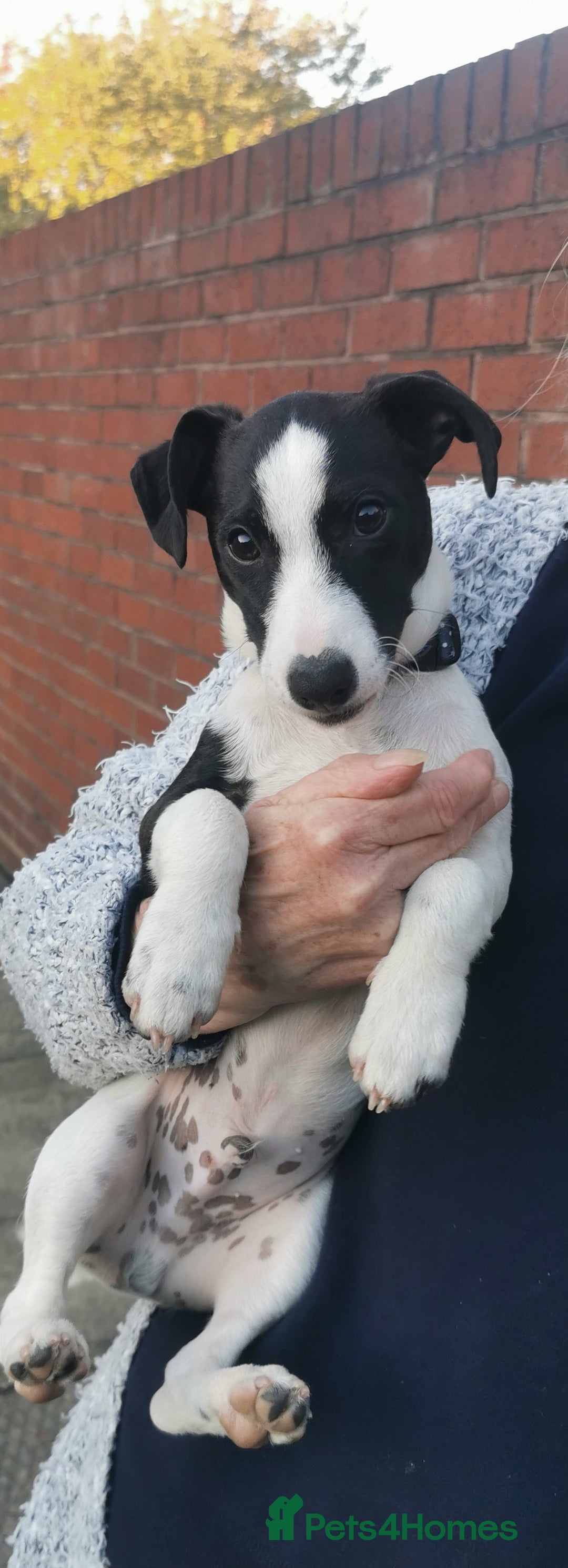 Jack Russell dogs for sale: Male jack russell - Image 10