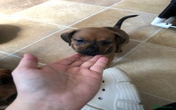 Mixed Breed dogs for sale: DACHSHUND PUPS READY TO GO  - Image 13