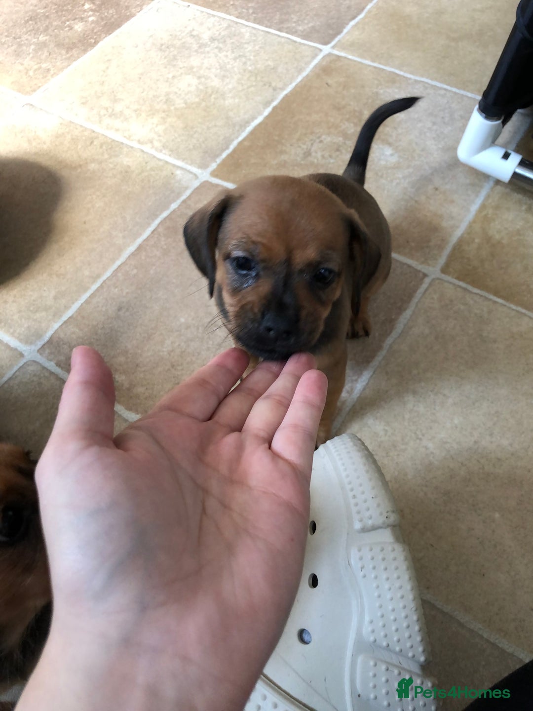 Mixed Breed dogs for sale: DACHSHUND PUPS READY TO GO  - Image 13