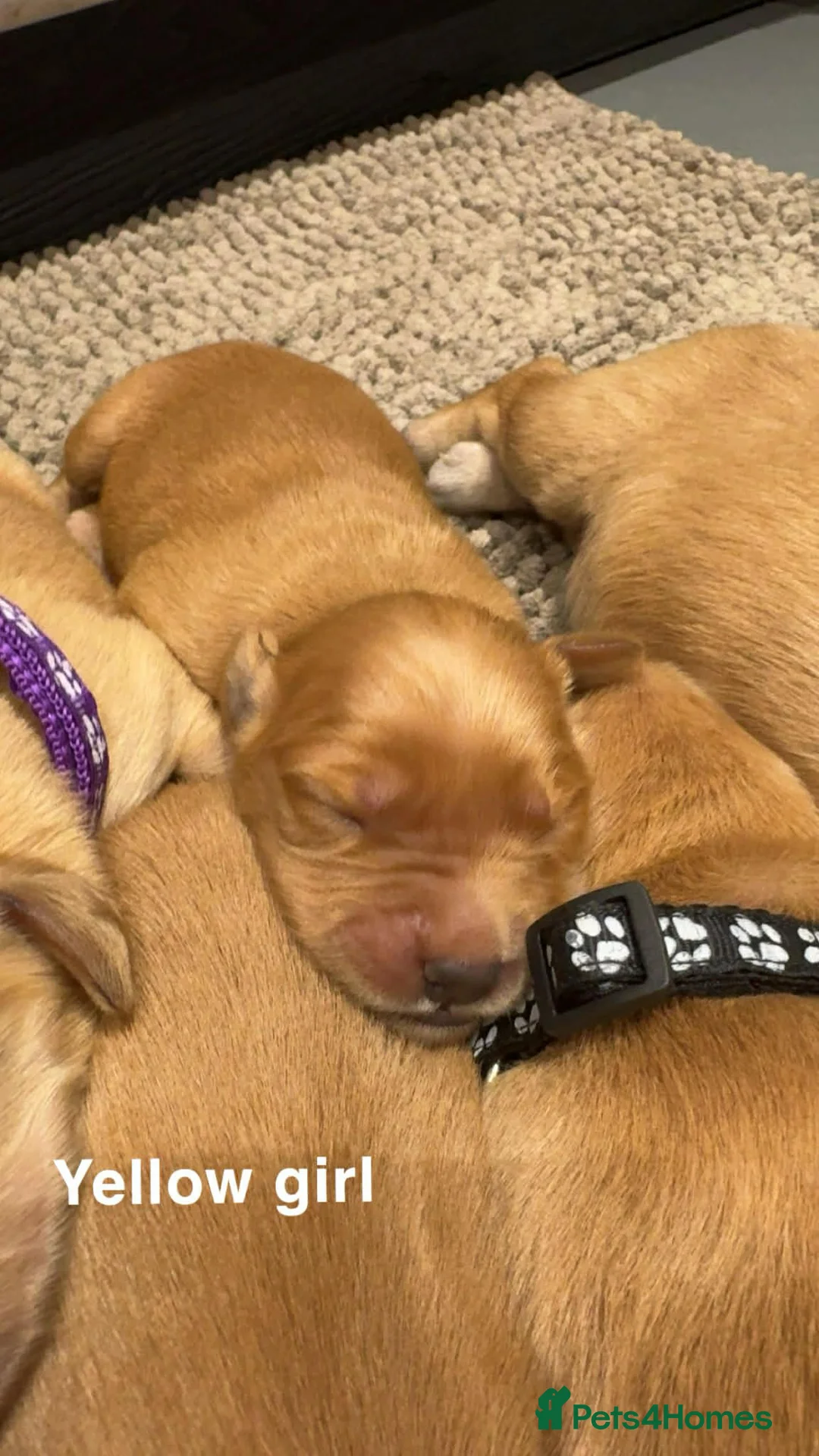 Golden Retriever dogs for sale: Stunning KC Golden Retrievers - Advert 25