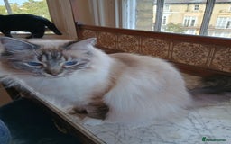 Ragdoll cats for sale: Pedigree Ragdoll BondingPair Adult Cats  - Image 6