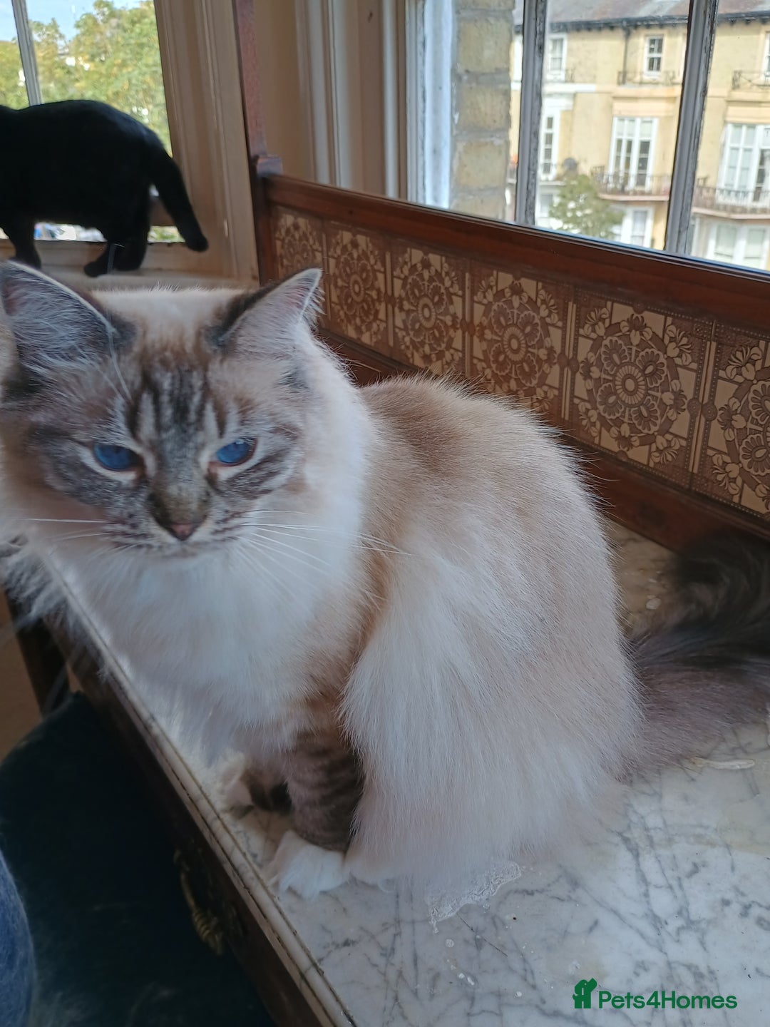 Ragdoll cats for sale: Pedigree Ragdoll BondingPair Adult Cats  - Image 6