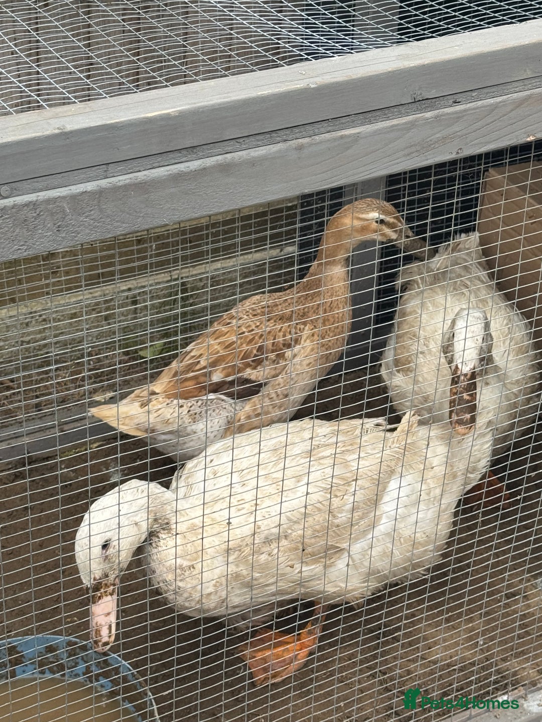 Ducks poultry for sale: Ducks  - Image 4
