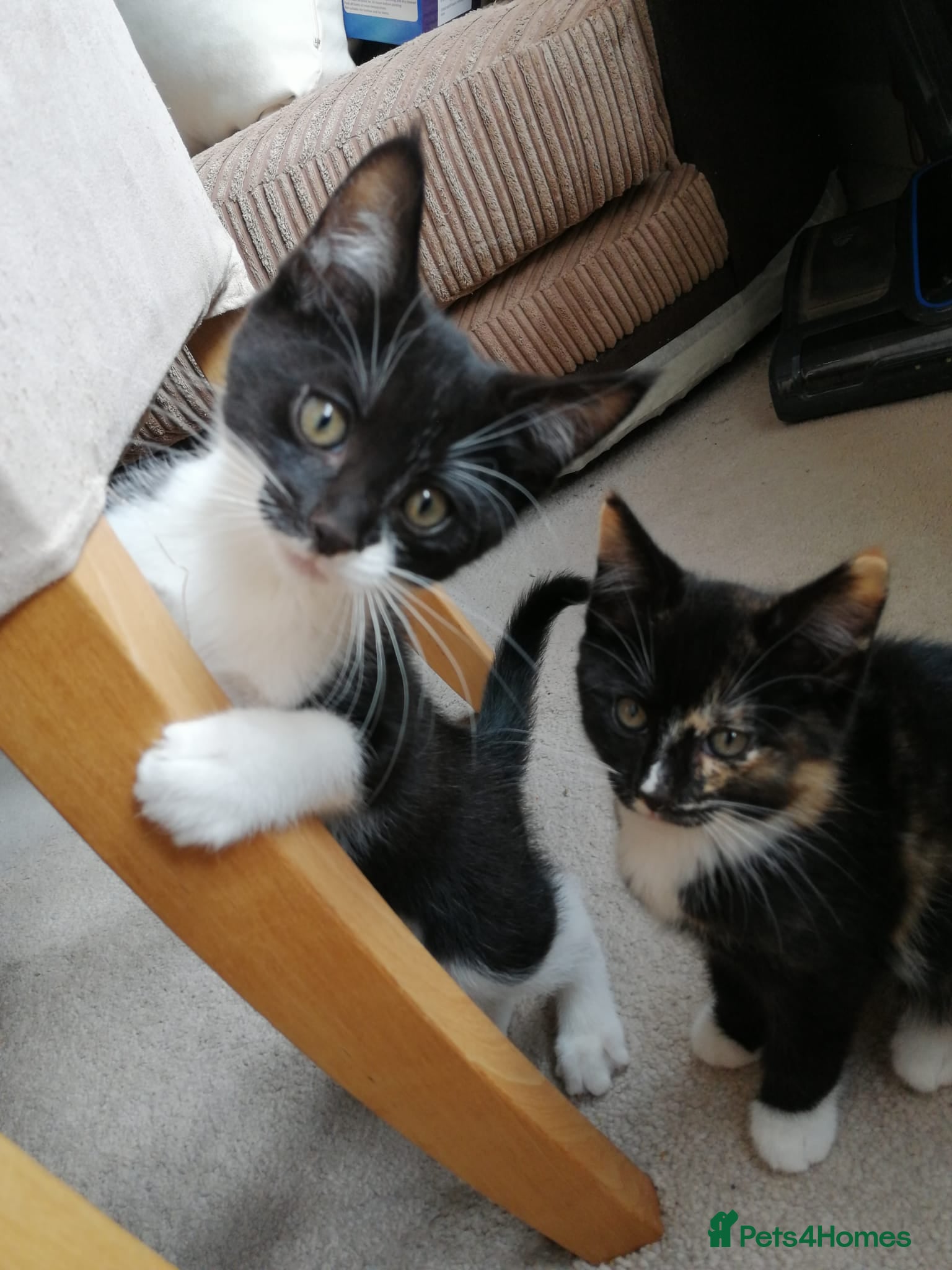 Mixed Breed cats 2 Lovely Kittens for Sale - Advert 1