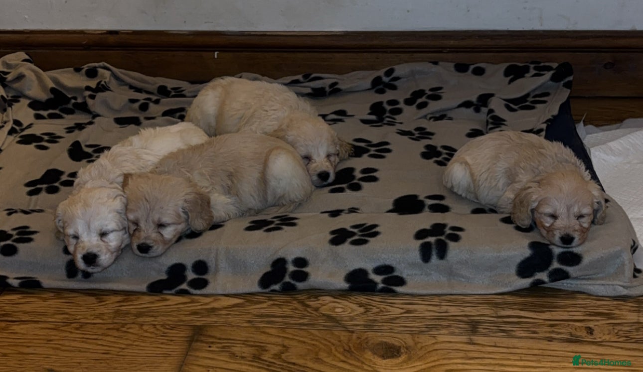 Mini Goldendoodle dogs READY TO LEAVE 10Miniature F1 GoldenDoodle puppies - Advert 1