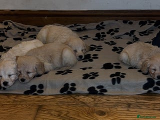 Mini Goldendoodle dogs READY TO LEAVE 10Miniature F1 GoldenDoodle puppies - Advert 1