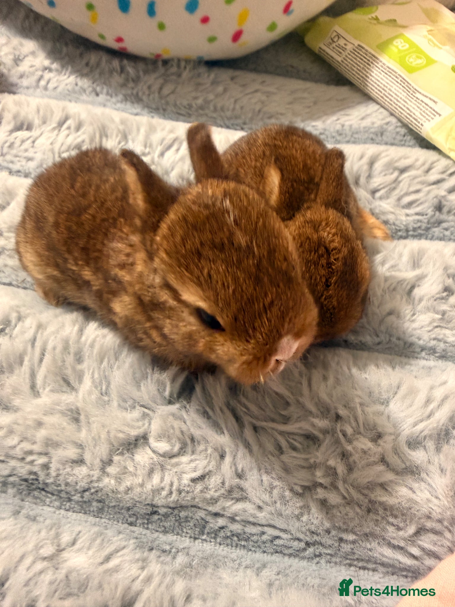 Mixed Breed rabbits for sale: Bunnies for sale - Advert 23