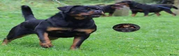 Rottweiler dogs for sale: Beautiful Adult Female Rottweiler For Pet/ShowHome - Advert 13