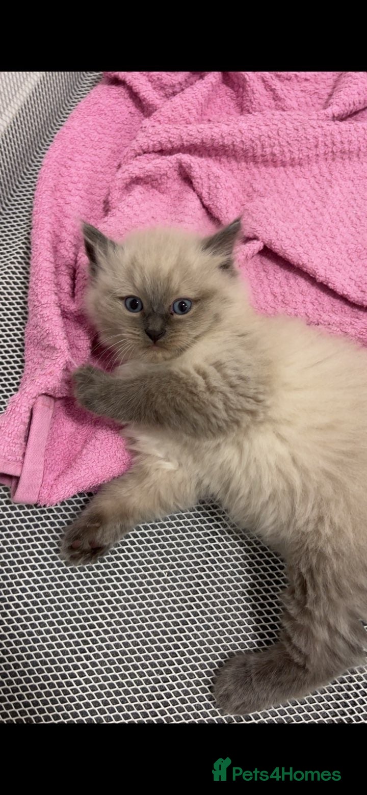Ragdoll cats Beautiful Lilac Ragdoll Kittens 🐾🐾 - Advert 8