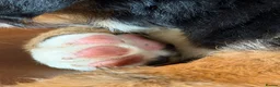 Mixed Breed dogs for sale: Labernese puppies for sale - Advert 9