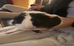 Guinea Pig rodents for sale: Guinea Pig - Brothers - Image 2