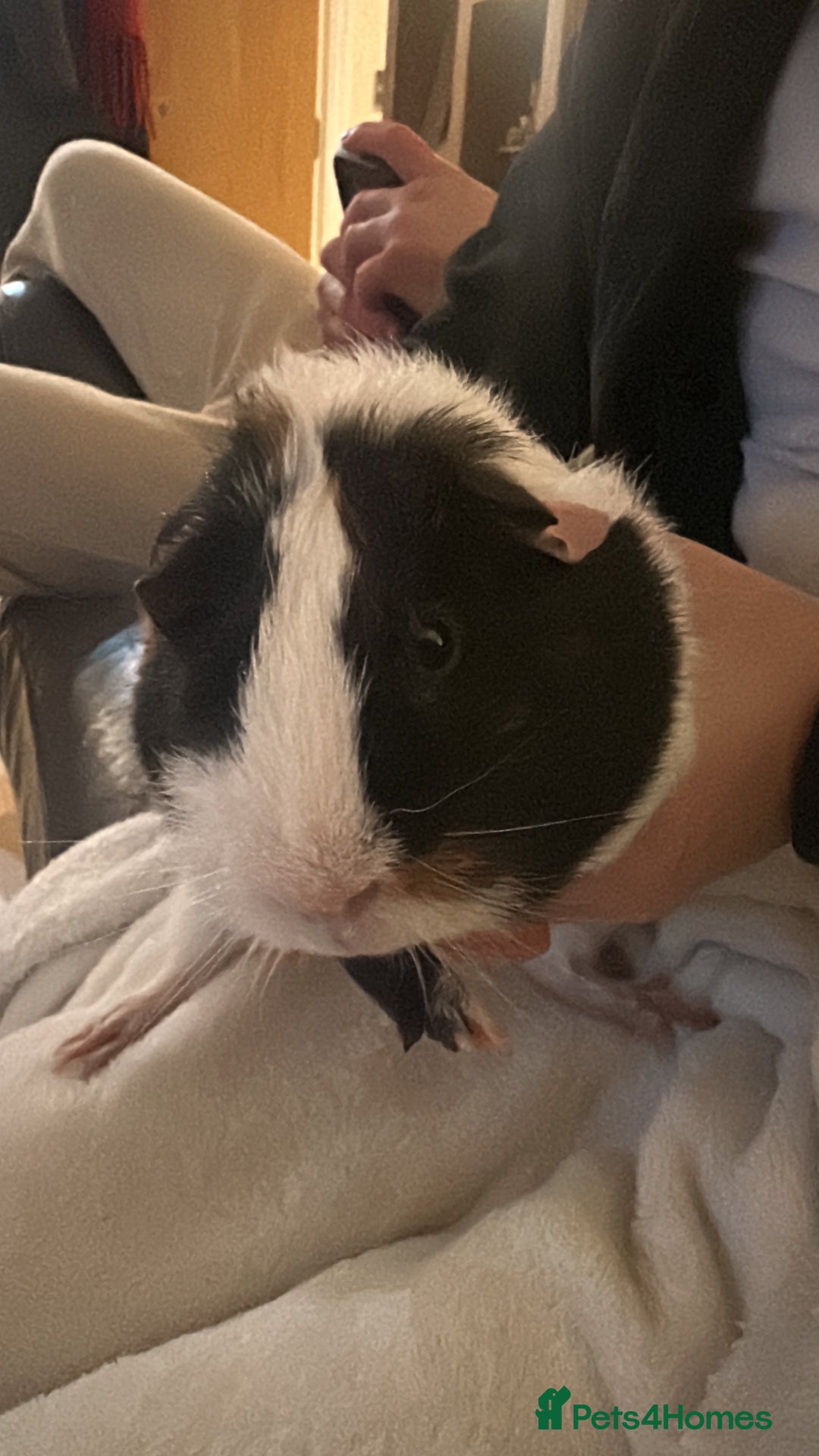 Guinea Pig rodents for sale: Guinea Pig - Brothers - Image 2