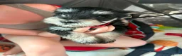 Miniature Schnauzer dogs for sale: 4 beautiful miniature schnauzer  in Dunstable - Advert 5
