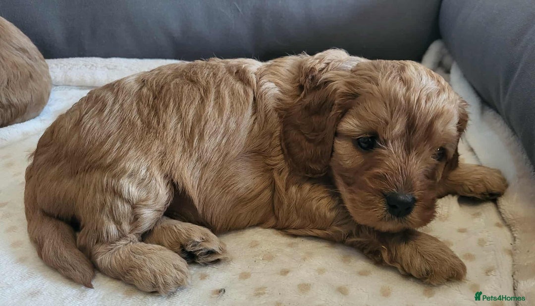 Cavapoo dogs for sale: QUALITY F1 CAVAPOO PUPS - HEALTH TESTED - Image 12
