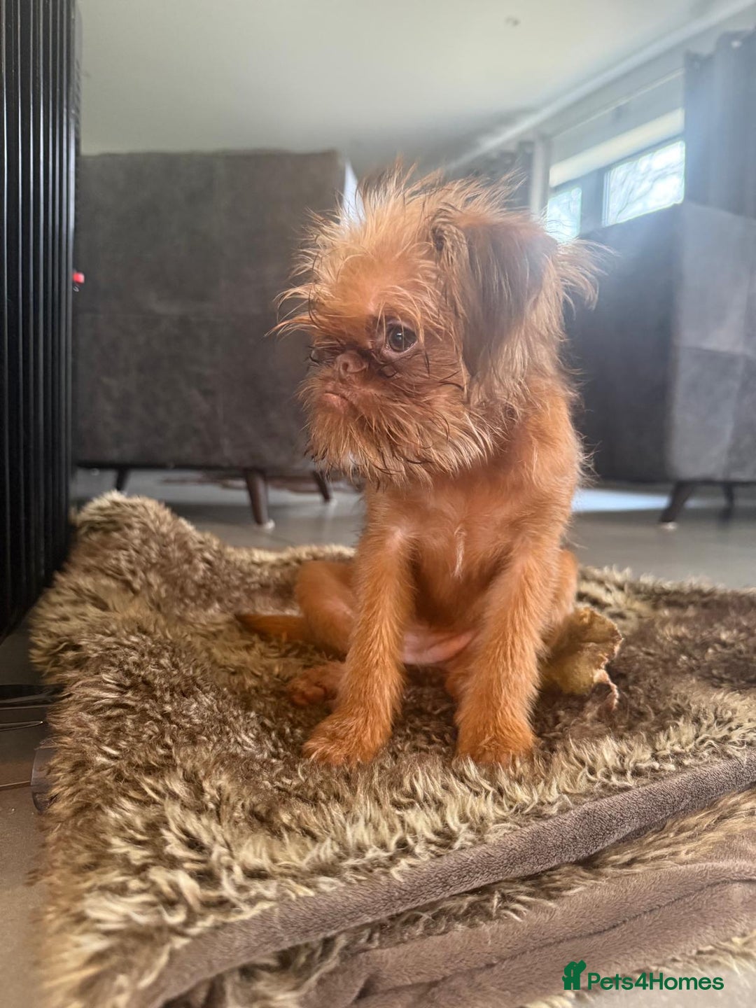 Griffon Bruxellois dogs for sale: Cute Female Griffon  - Advert 3