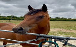 Irish Thoroughbred horses for sale: Project horse previously backed from KODIAC line - Image 6