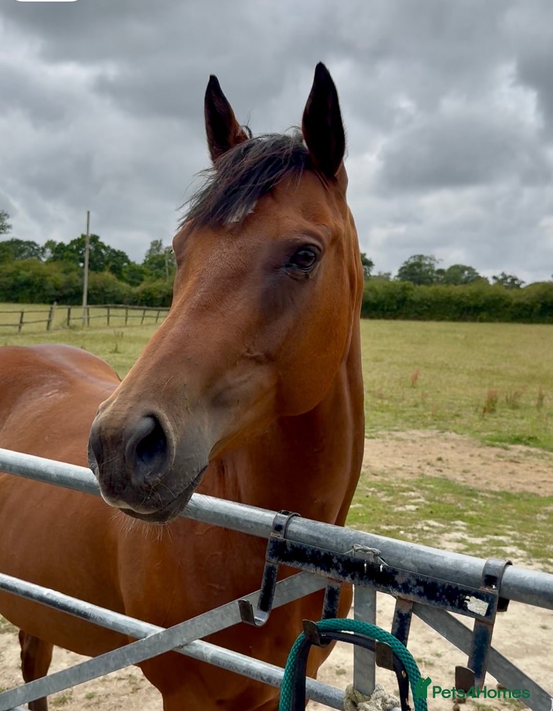 Irish Thoroughbred horses for sale: Project horse previously backed from KODIAC line - Image 6