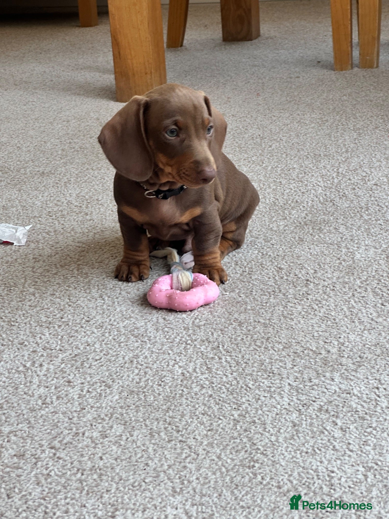 Miniature Dachshund dogs READY NOW - RKC Miniature Smooth ShortH Dachshund - Advert 2