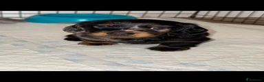 Dachshund 1