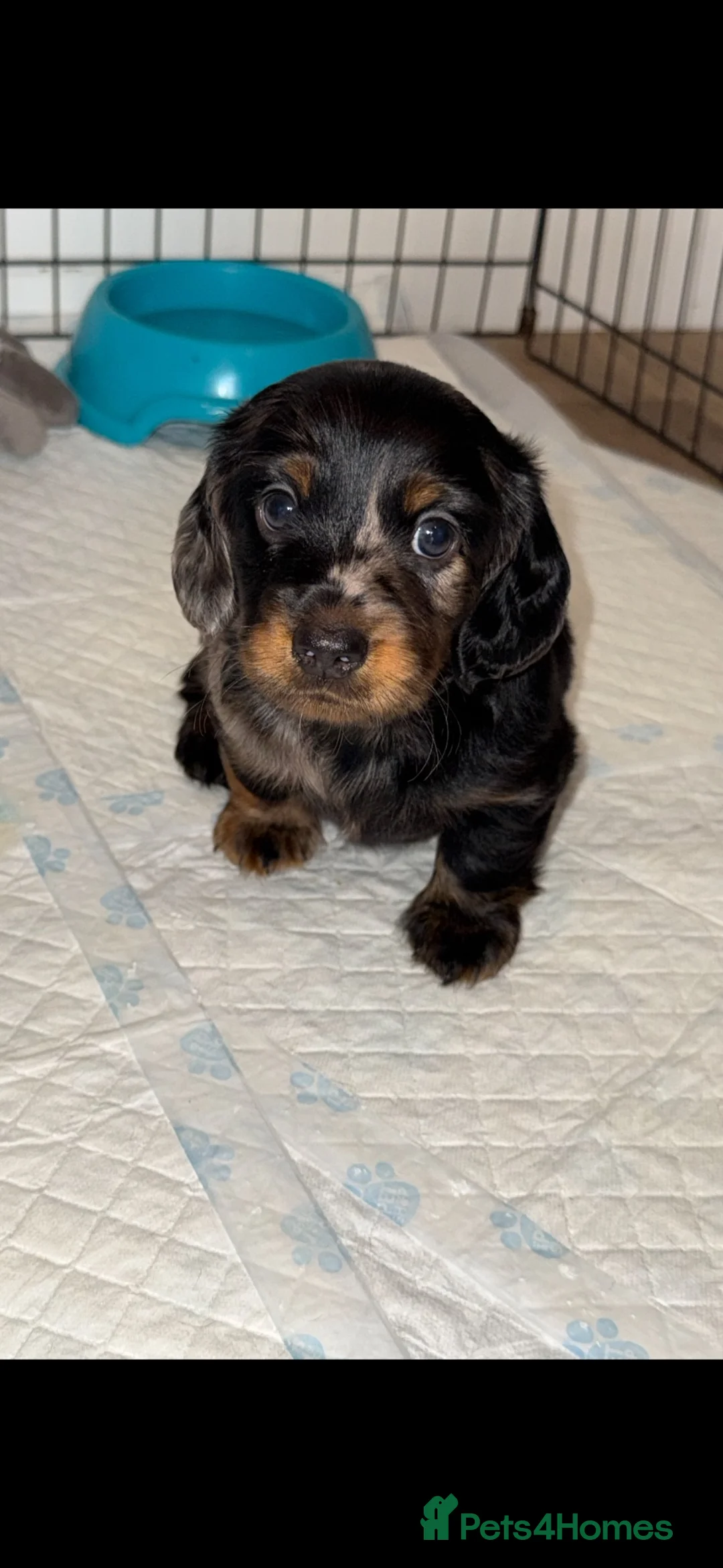 Dachshund dogs for sale: Dachshund puppies for sale  in Kettering - Advert 2