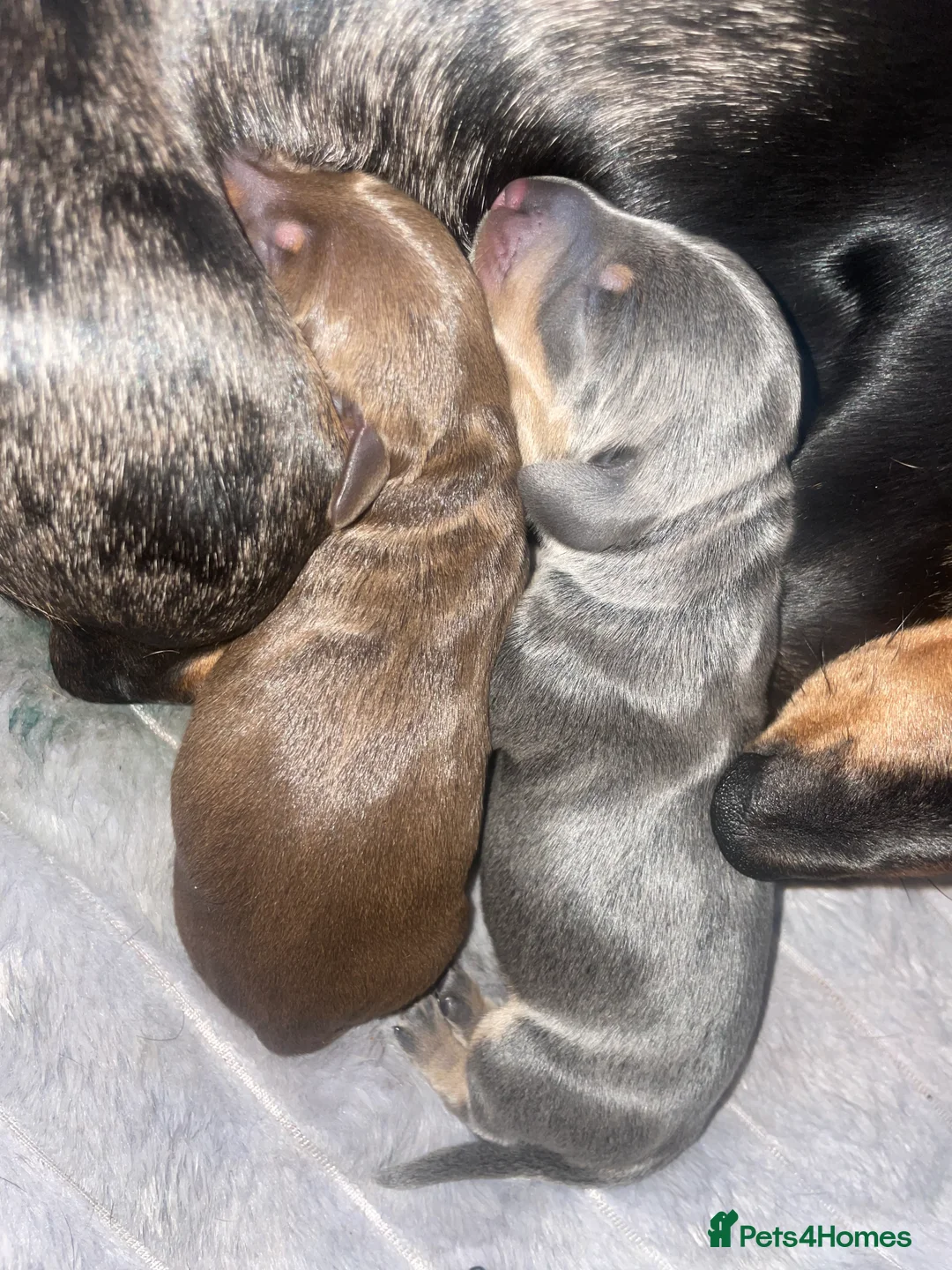 Miniature Dachshund dogs for sale: Beautiful Tiny Chocolate & Tan Girl: KC Registered - Advert 2