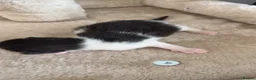 Domestic Shorthair cats for sale: 6 kittens  - Advert 5