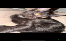 British Shorthair cats for sale: Two beautiful female kittens✨ - Image 8
