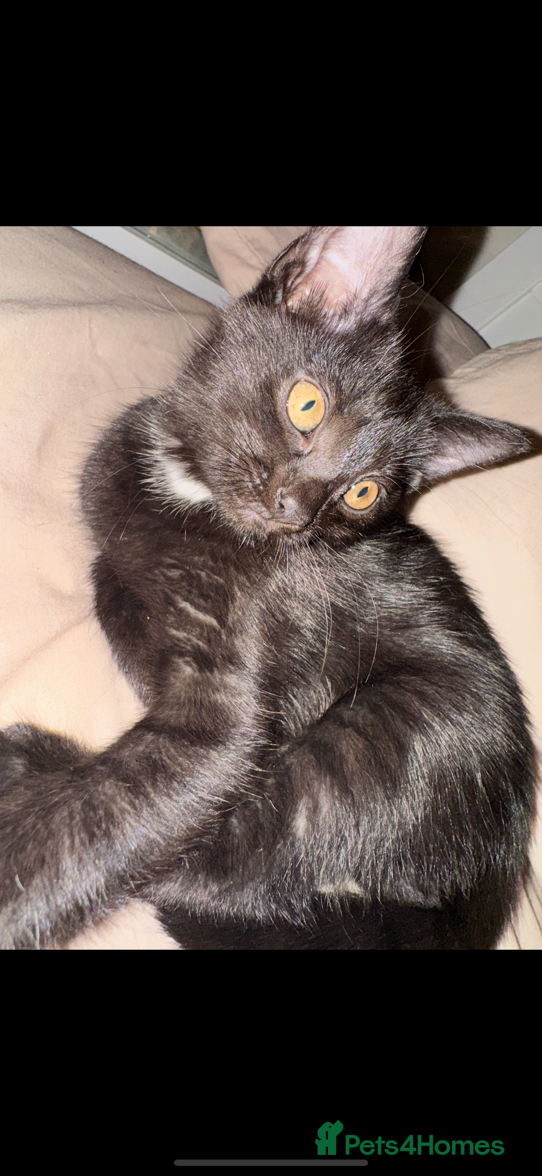 British Shorthair cats for sale: Two beautiful female kittens✨ - Image 8