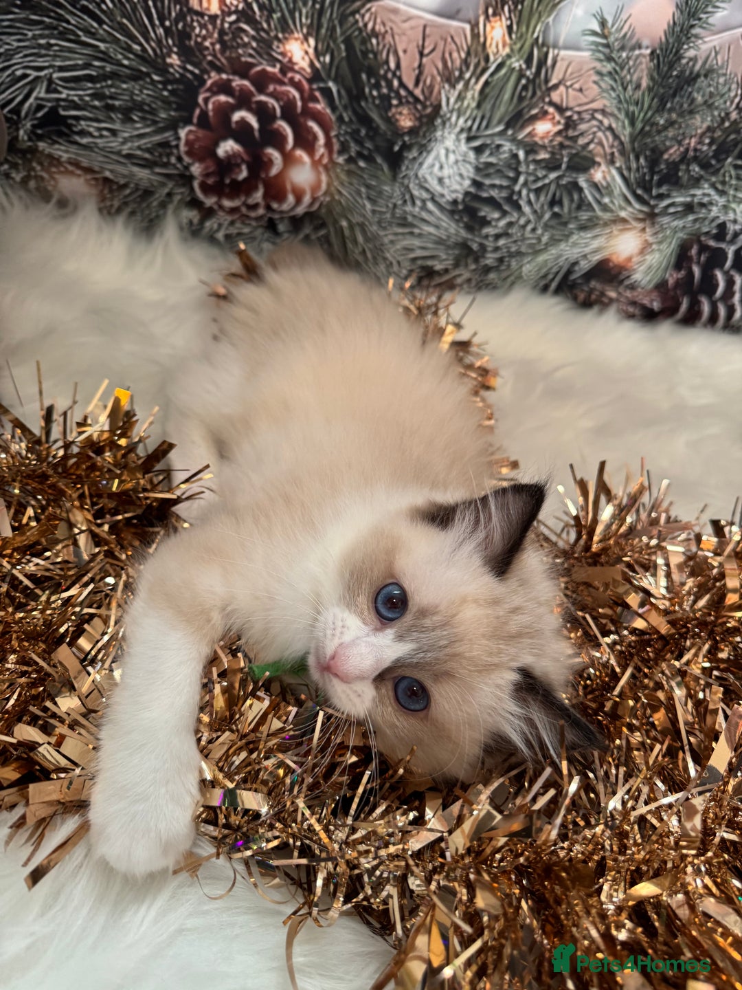 Ragdoll cats for sale: 🏆 gccf ragdoll grand champion kittens 🏆 - Advert 30