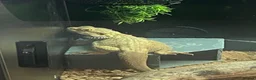 Bearded Dragon reptiles for sale: Bearded Dragon in Corby - Advert 11