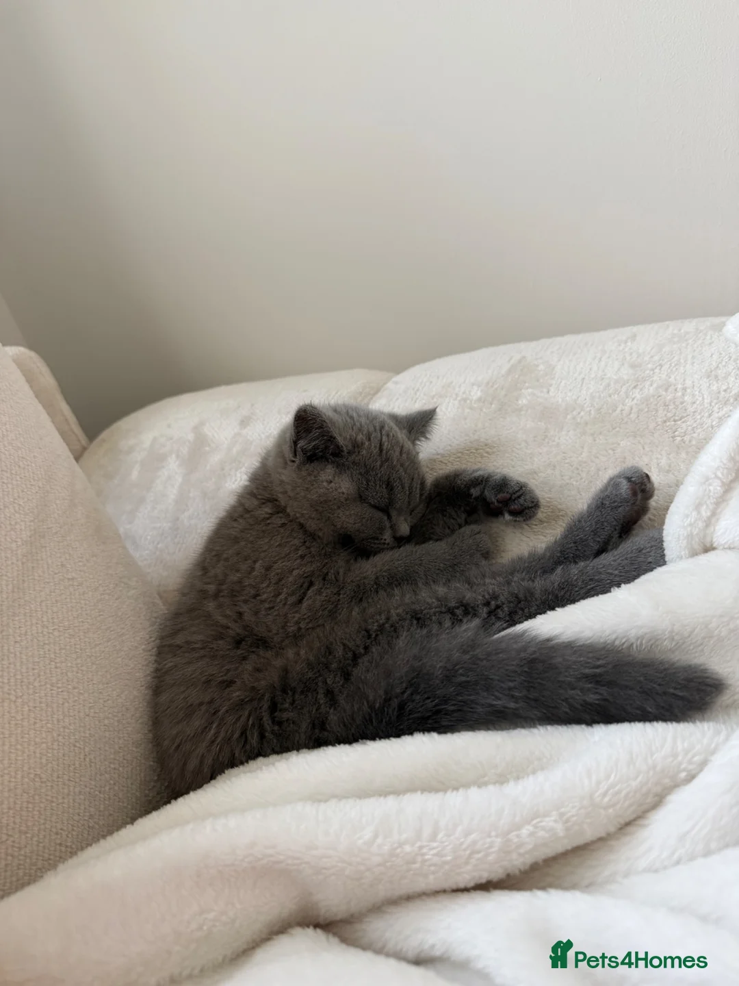 British Shorthair cats for sale: British shorthair kittens GCCF registered  - Advert 5