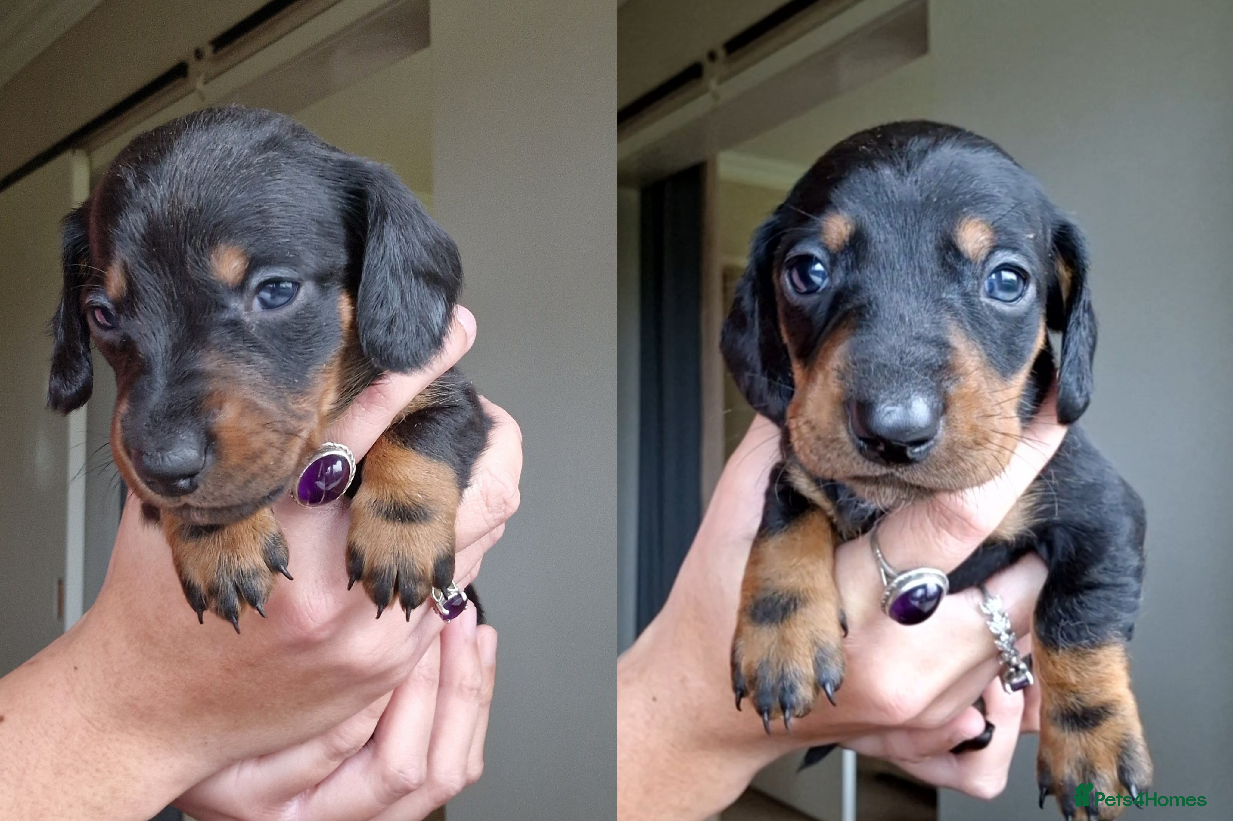 Miniature Dachshund dogs Beautiful Miniature Daschund Puppies For Sale - Advert 18
