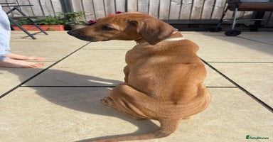 Rhodesian Ridgeback dogs in Scunthorpe - Advert 12