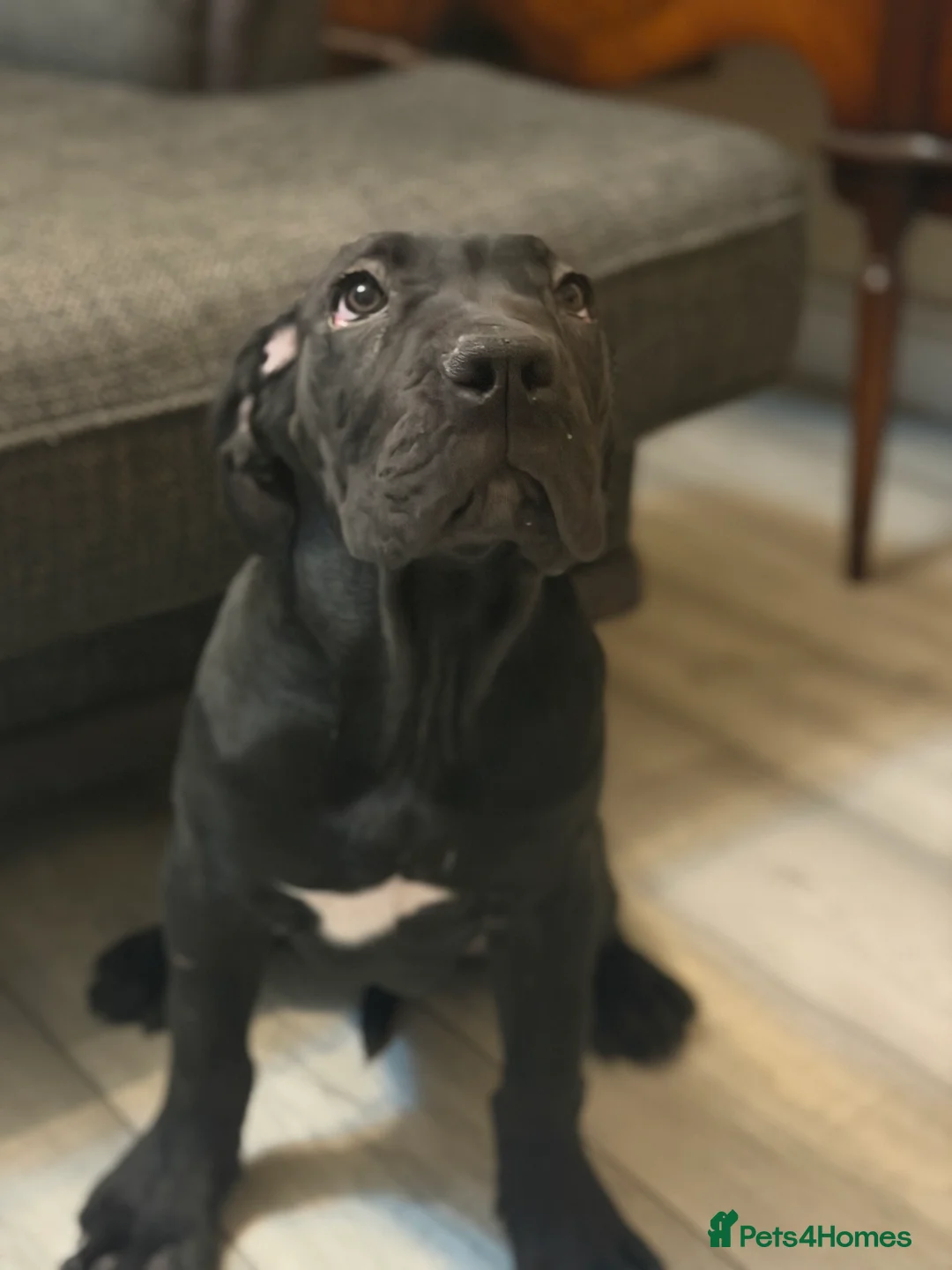 Cane Corso dogs for sale: Imported Bloodline Cane Corso Female Puppy - Advert 5