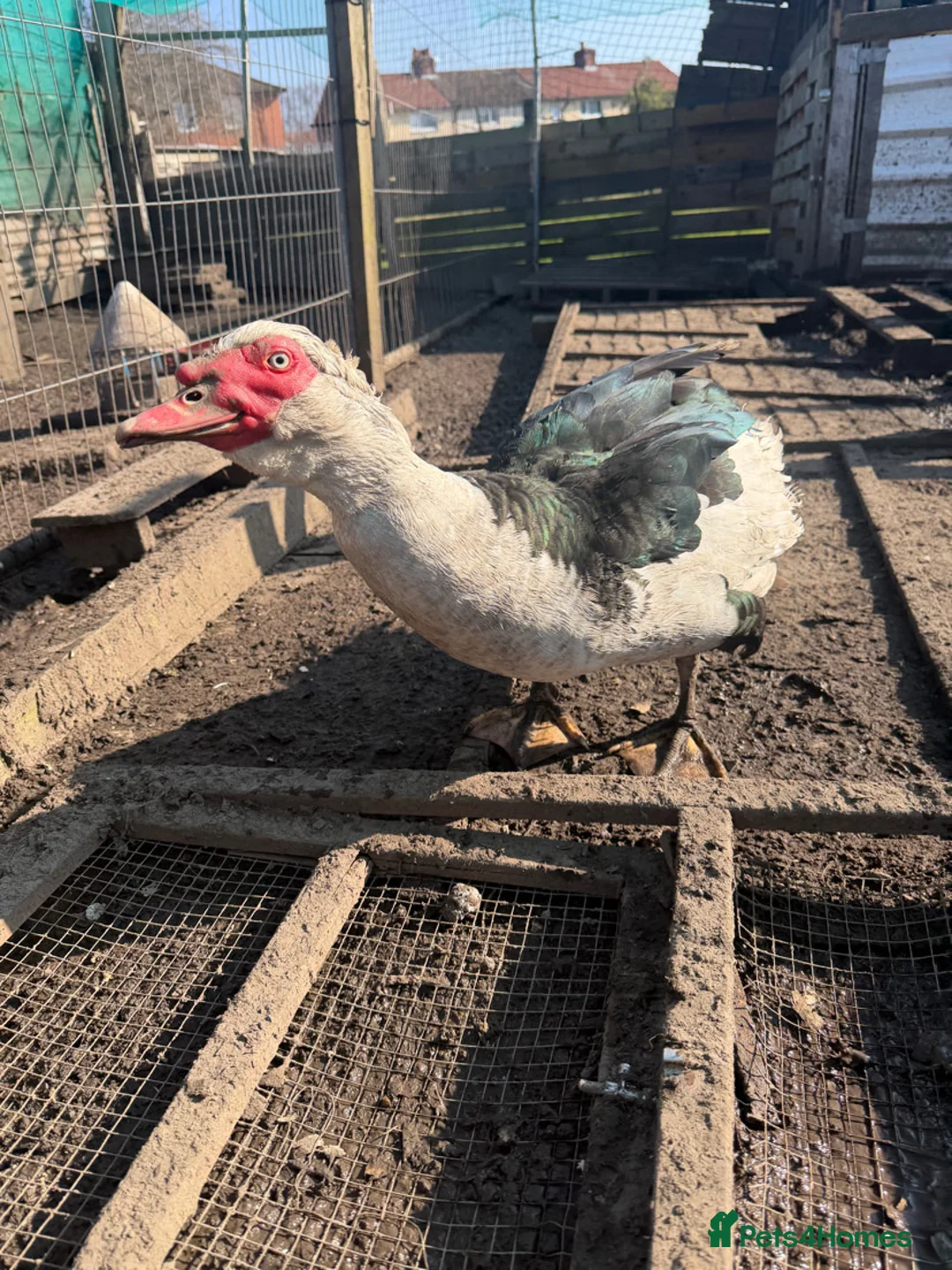 Ducks poultry for sale: Rescue Muscovy ducks  - Advert 2