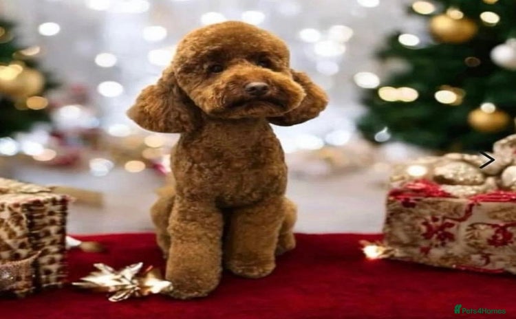 Cockapoo dogs - Advert 8