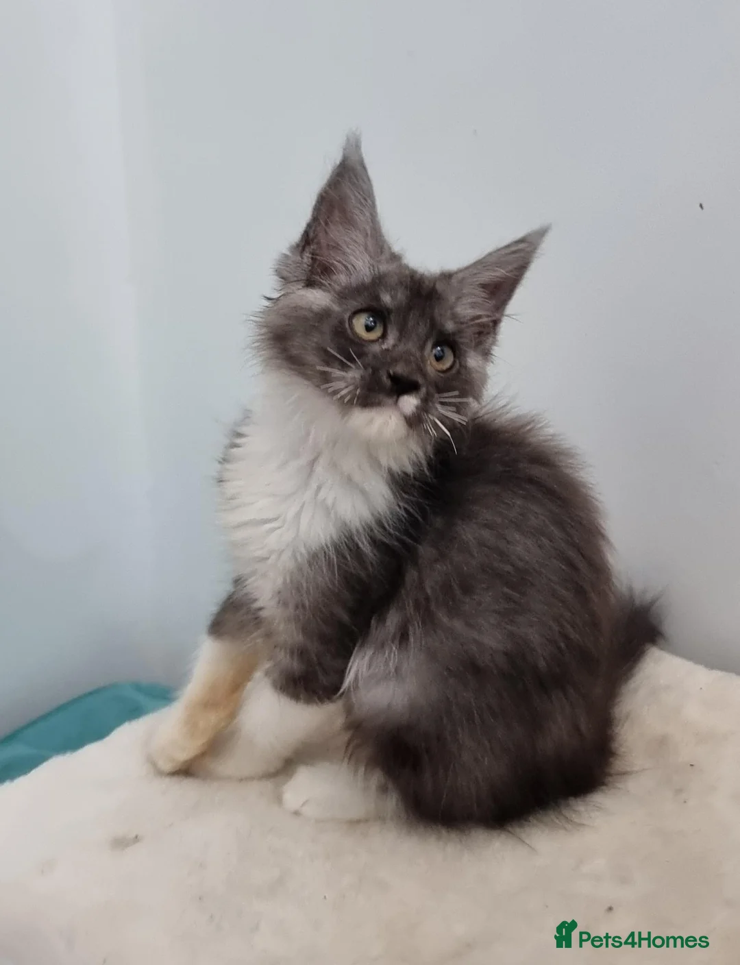 Maine Coon cats for sale: GCCF registered Pedigree Maine Coon Kittens - Advert 2