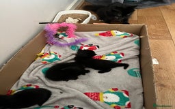 British Shorthair cats for sale: Black kittens - Image 2