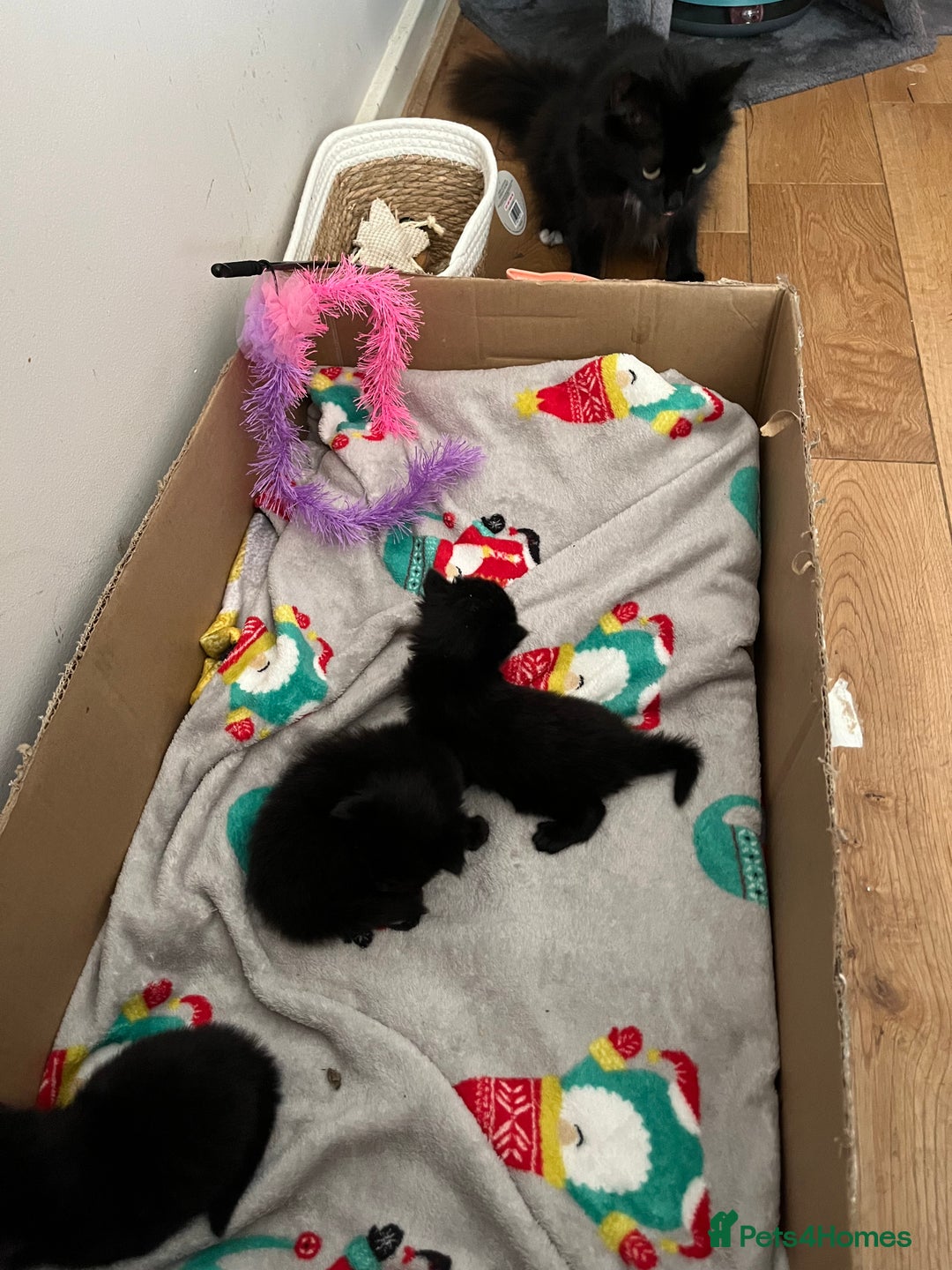 British Shorthair cats for sale: Black kittens - Image 2