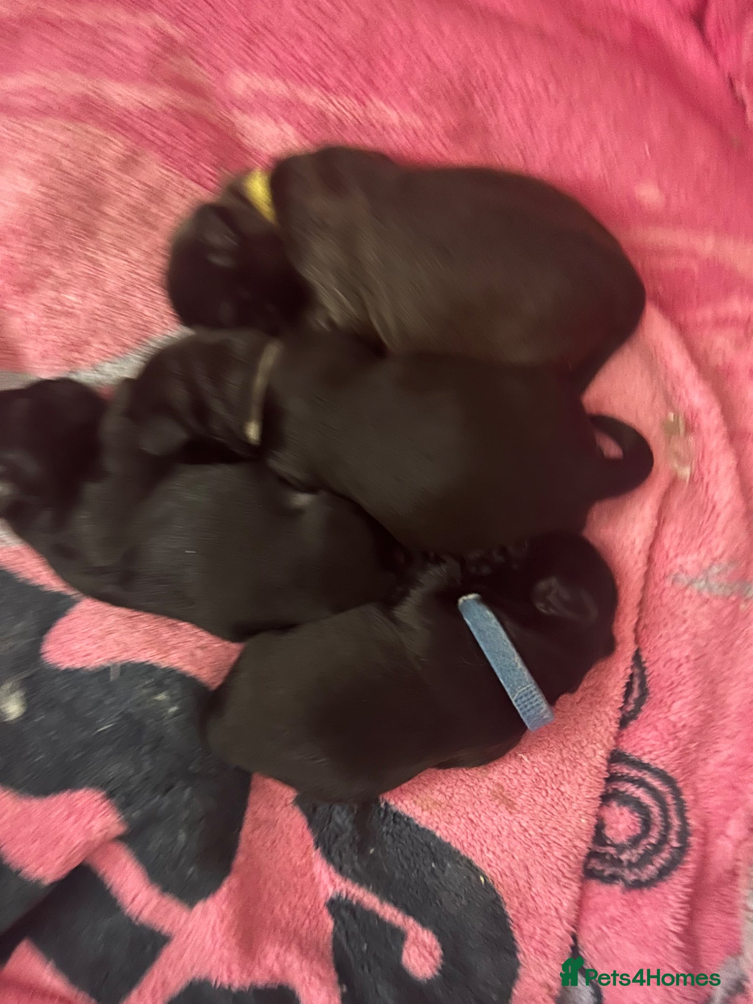 Shih Tzu dogs for sale: Full pedigree imperial Shih ztu - Advert 19
