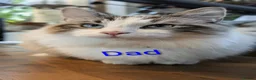 Mixed Breed cats for sale: Gorgeous Ragdoll Cross Kittens  - Advert 4