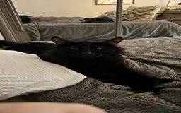 RagaMuffin cats for sale: Looking for a new home  - Image 2