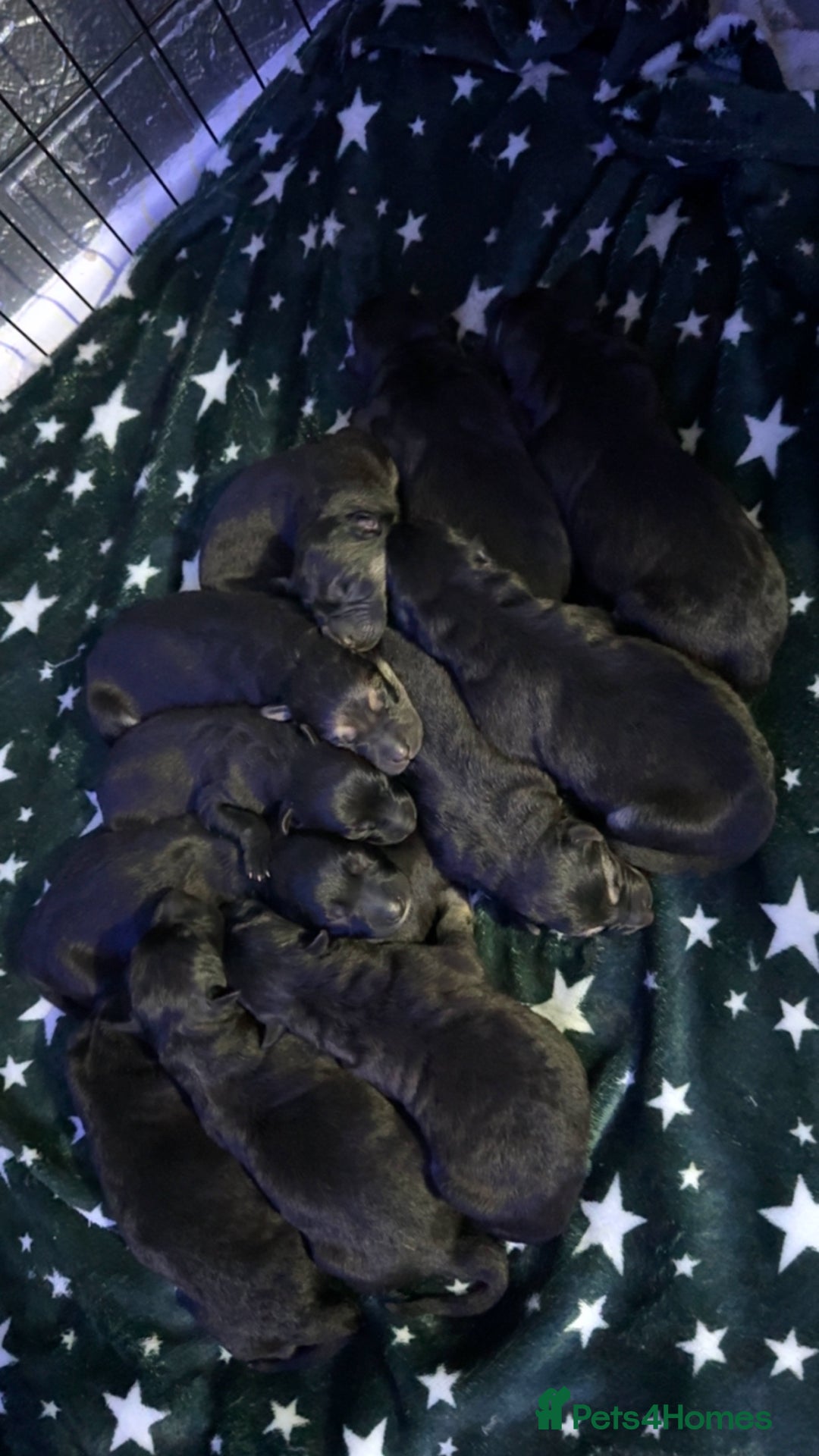German Shepherd dogs for sale: German shepherd puppies  - Image 8