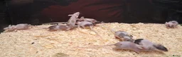 Mixed Breed reptiles for sale: Baby Fancy Pet Mice Females  - Advert 5