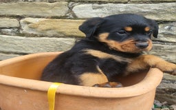 Rottweiler dogs for sale: Chunky Rottweiler Puppies  - Image 11