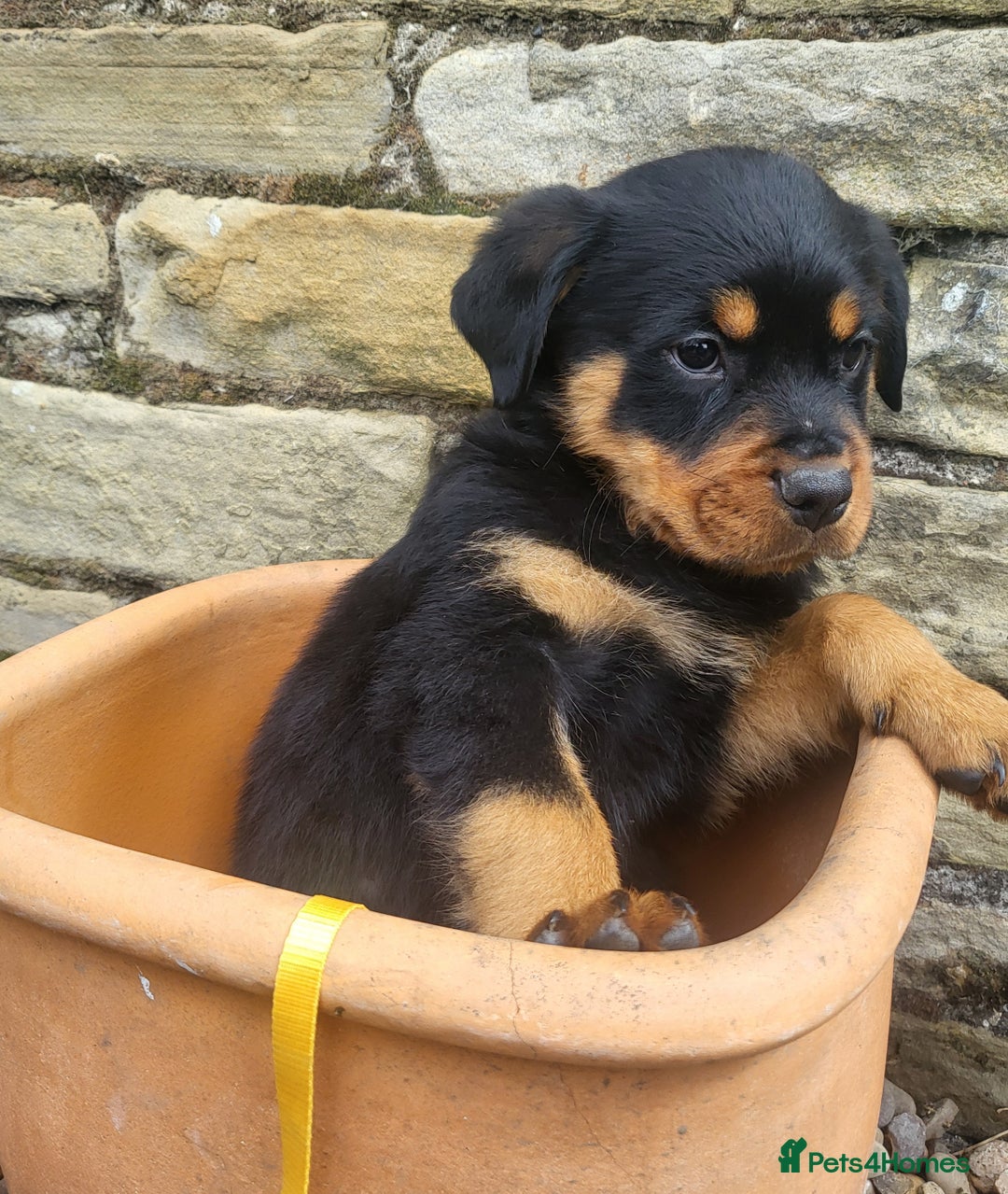 Rottweiler dogs for sale: Chunky Rottweiler Puppies  - Image 11