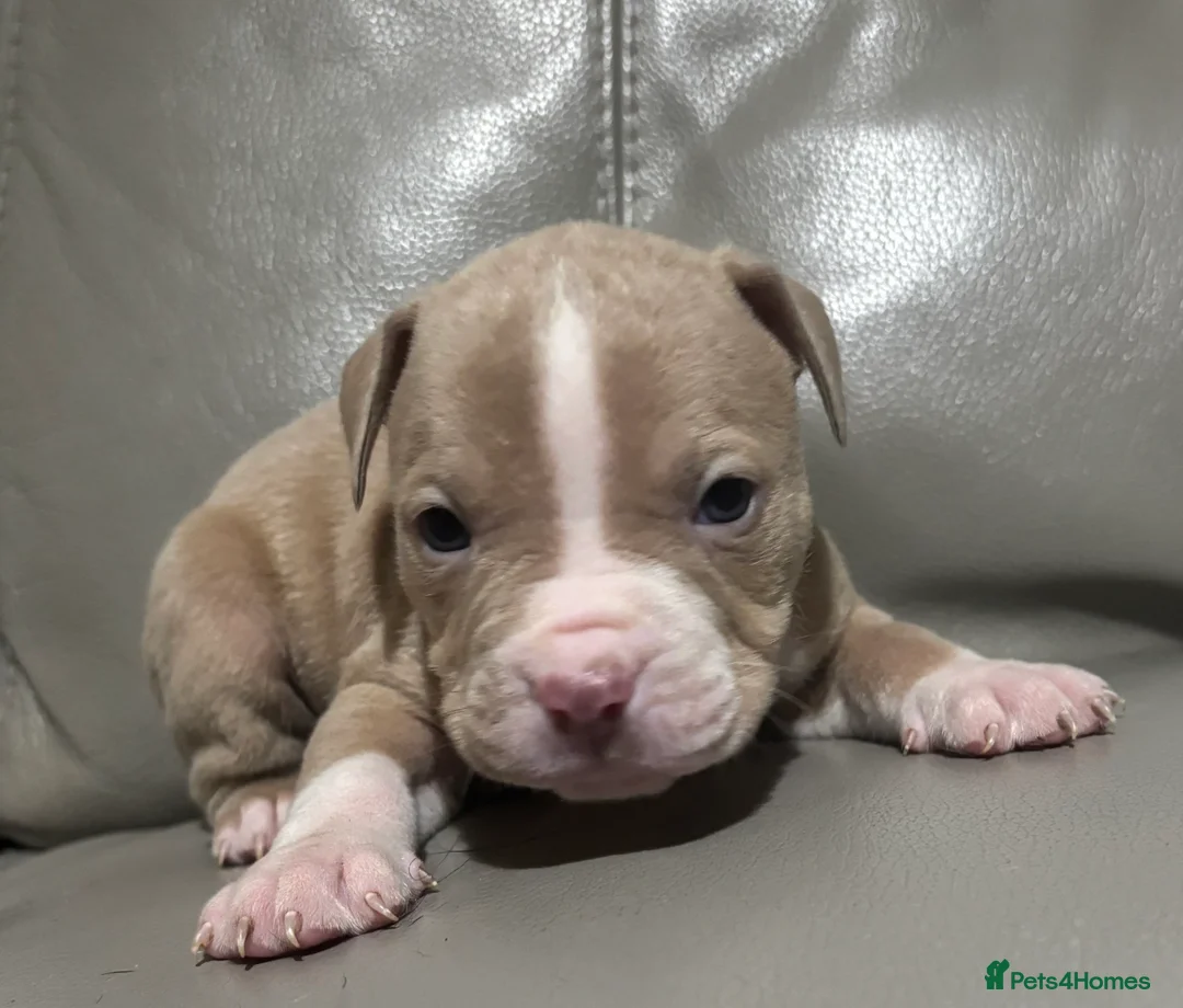 Mixed Breed dogs for sale: American bulldog cross American staff  - Advert 5