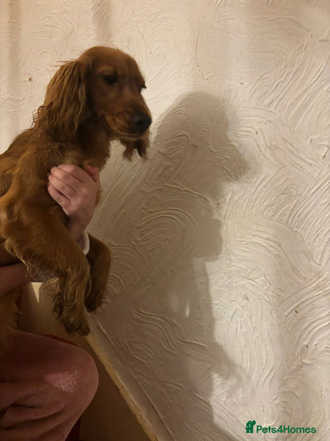 Cocker Spaniel dogs for sale: Cooker spinal  - Advert 2